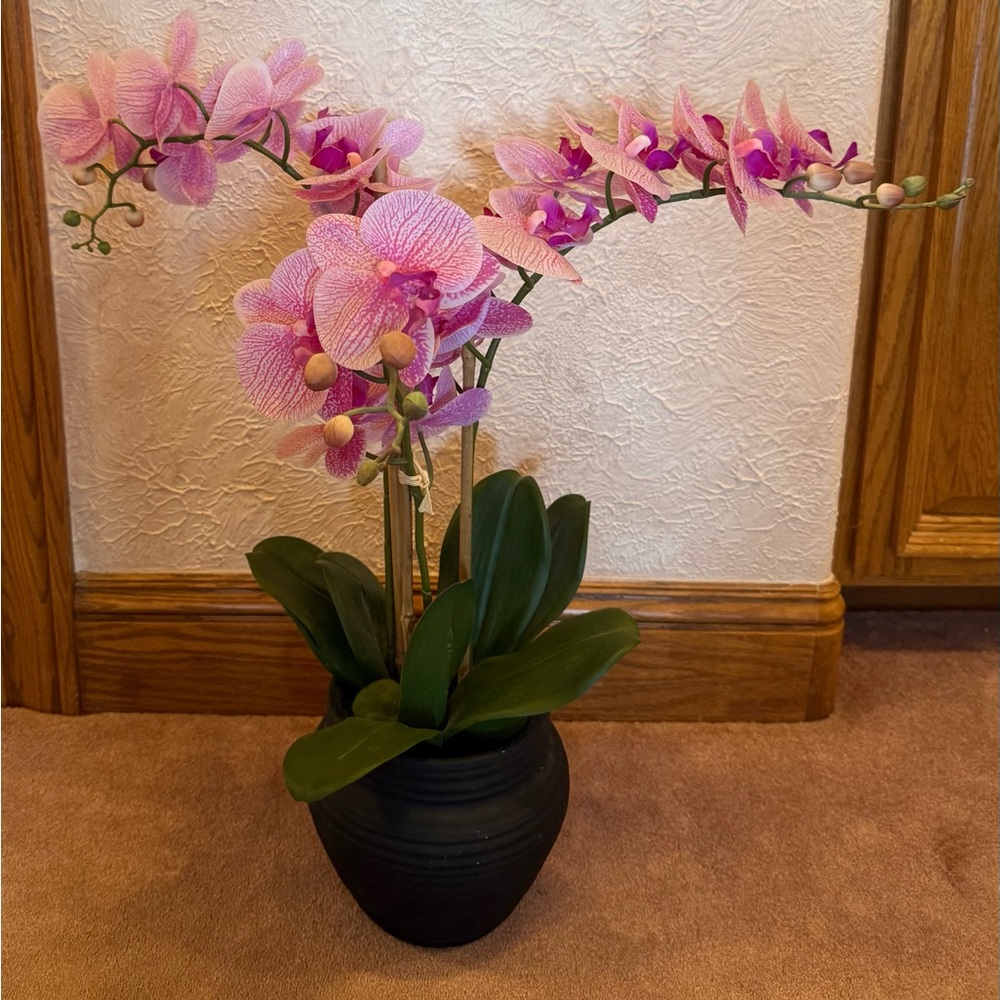 Elegant Pink Orchid in Black Pot